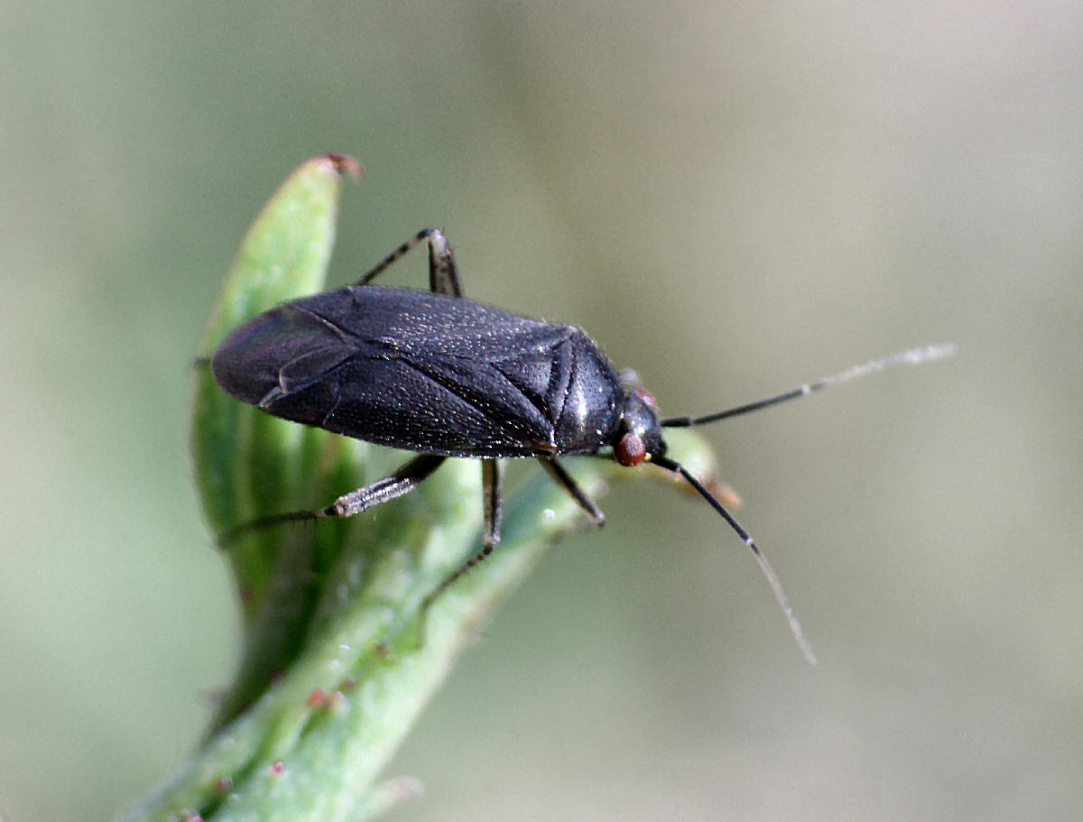 Miridae: Plagiognathus arbustorum della Lombardia (MB)